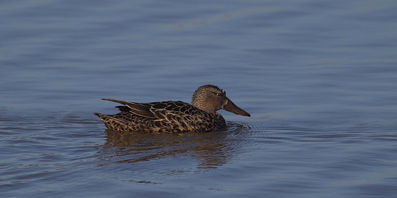 New Zealand Shoveler female 1