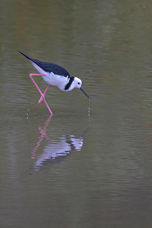 Pied Stilt 7