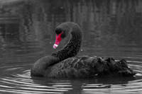 Black Swan 9
