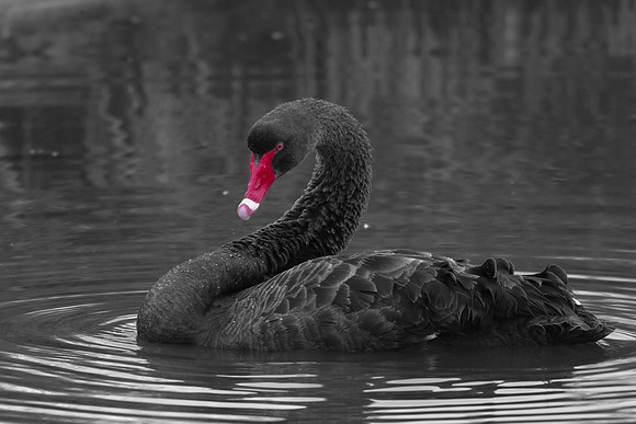 Black Swan 9