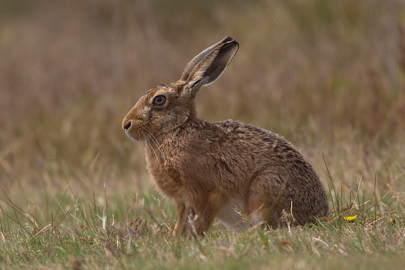 European Hare 15