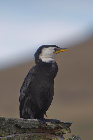 Little Shag 3