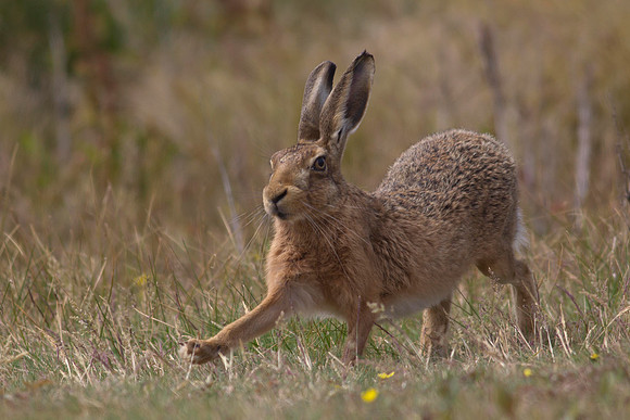 European Hare 2