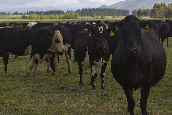 Dairy cows on the Southland Plains 4