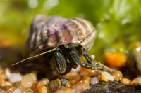 Hermit crab 21