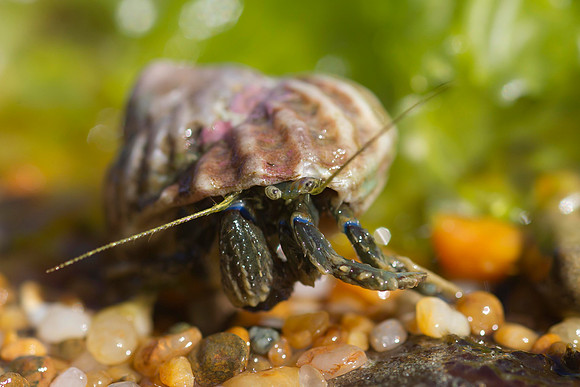Hermit crab 21