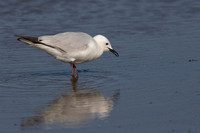 Black-billed Gull 6