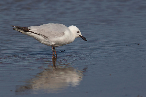 Black-billed Gull 6