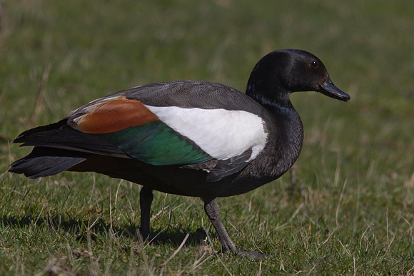 Paradise Shelduck 2