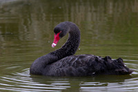 Black Swan 8