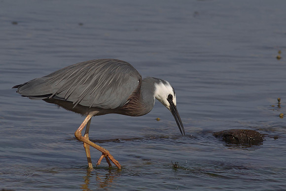 White-faced Heron 9