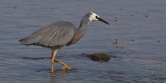White-faced Heron 5