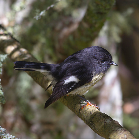 Tomtit 2