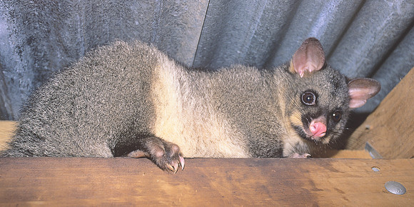 Common Brushtail Possum 1