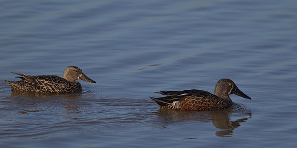 Pair of New Zealand Shoveler 2