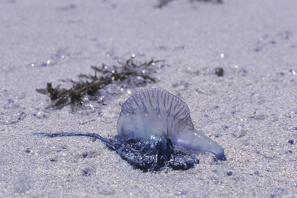 Blue Bottle Jellifish