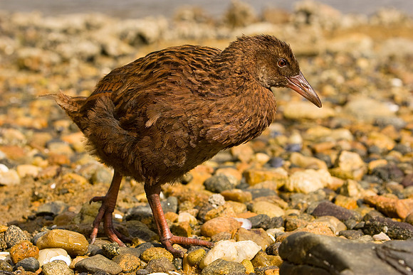Stewart Island Weka 1