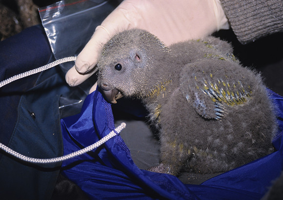 Kakapo conservation efforts, Codfish Island