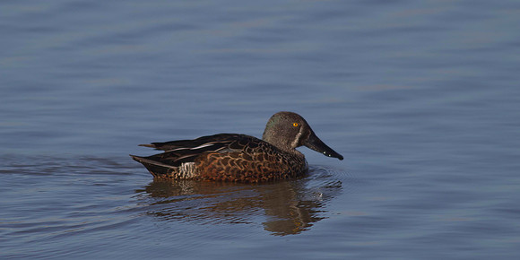 New Zealand Shoveler male 1