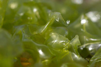 Sea lettuce