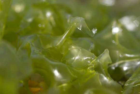 Sea lettuce