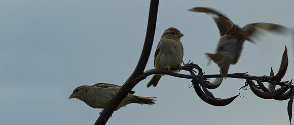 House Sparrow 1