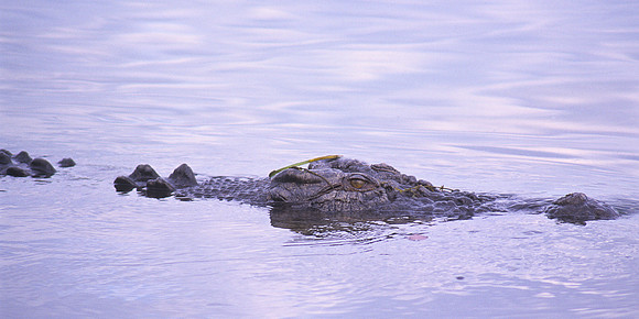 Saltwater Crocodile 2