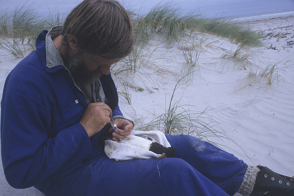 CI Oystercatcher banding 1