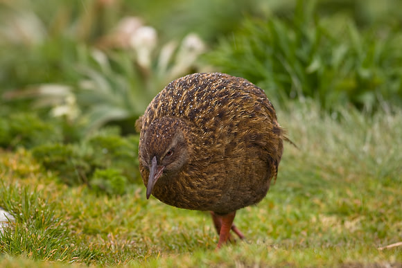 South Island Weka 1
