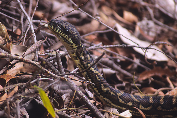 Carpet Python 2