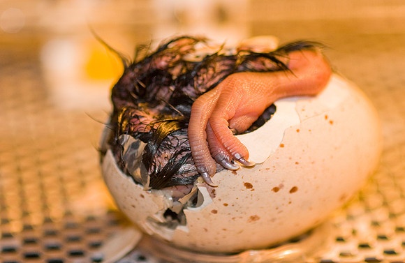 Takahe egg incubation at the takahe rearing unit, Southland