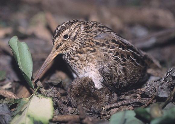 Chatham Island snipe 16