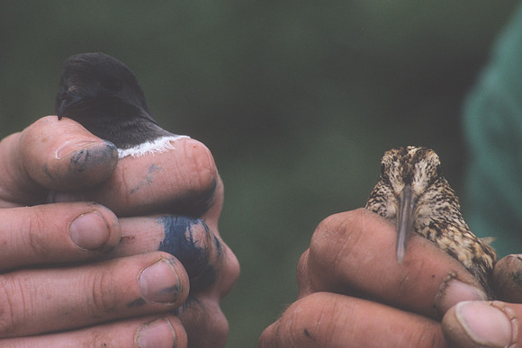 Grey-backed Storm Petrel & Snip