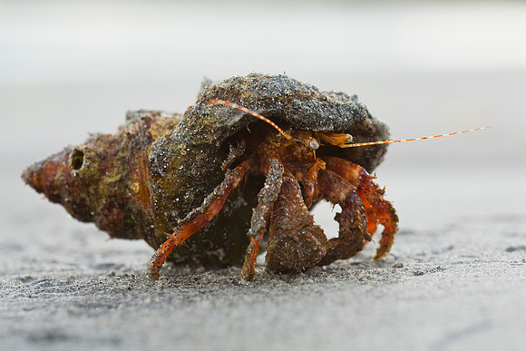 Hermit Crab 1