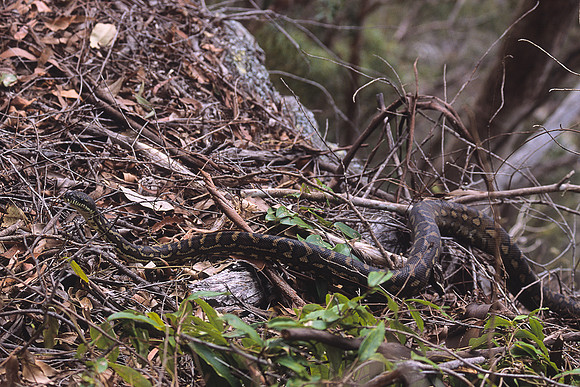 Carpet Python 3