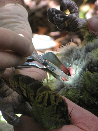 Kakapo conservation efforts, Codfish Island