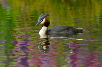 Freshwater and Wetland Birds (inhabiting lakes, rivers, and swamps)