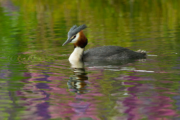 Grebe level