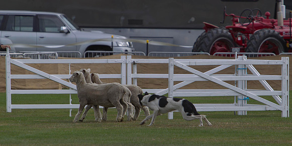Dog trials 4