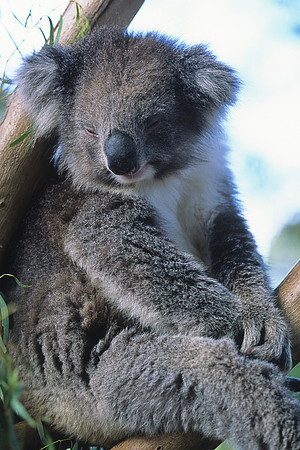 Koala 1