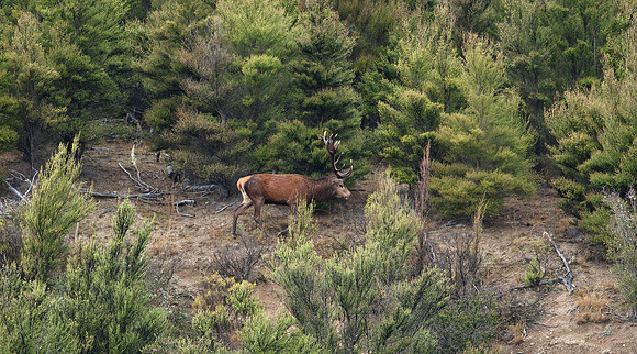 Red Deer 9