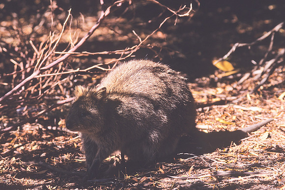Quokka 1