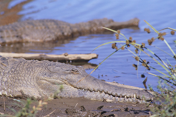 Freshwater Crocodile 4