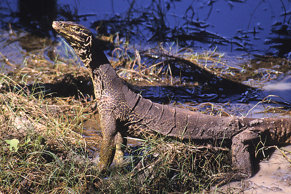 Mertens’ Water Monitor 1