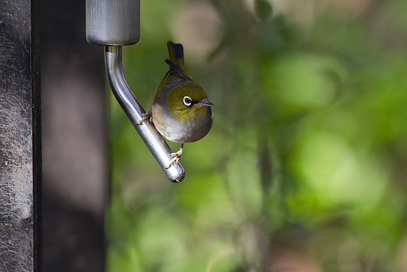 Silvereye on nectar feeder 1