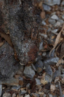 Harvestman 4