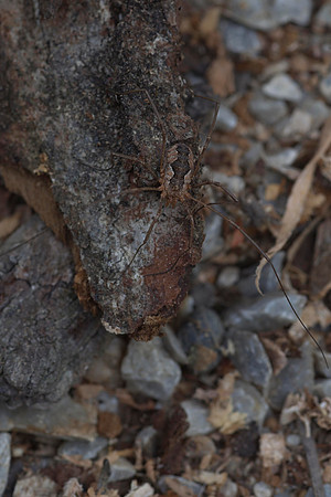 Harvestman 4