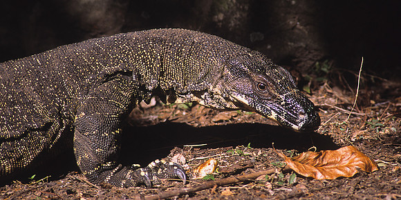 Monitor lizard 1
