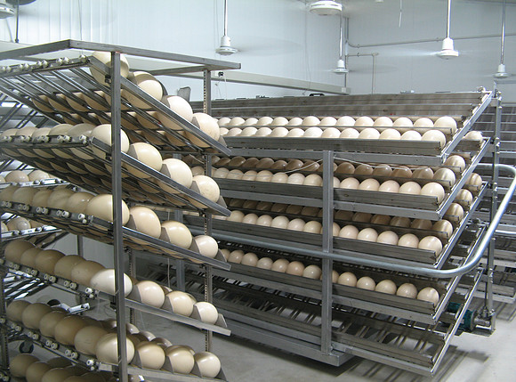 Ostrich incubation facility
