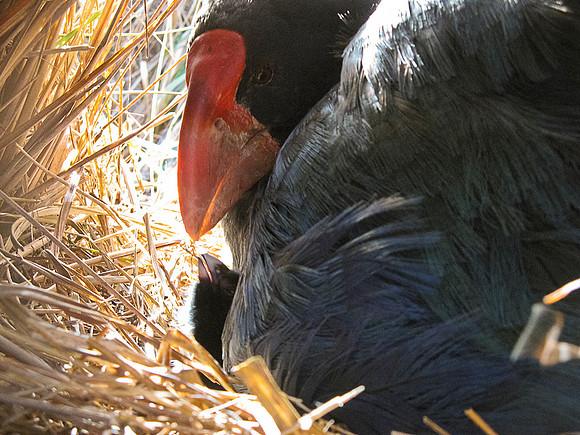 Takahe mum with chick